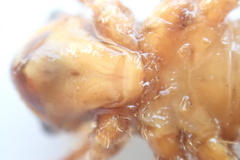 Libellula quadrimaculata