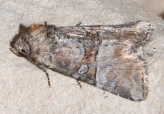 Mesoligia literosa