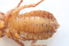 Libellula quadrimaculata