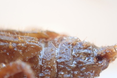 Libellula quadrimaculata