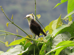 Campylorhynchus albobrunneus