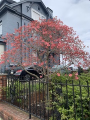 Cornus florida rubra