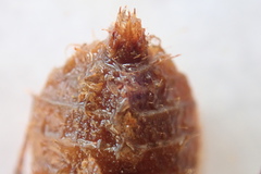 Libellula quadrimaculata