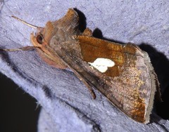 Autographa bractea