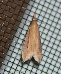 Donacaula melinellus