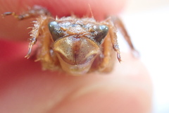 Libellula quadrimaculata