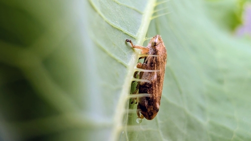Meadow Spittlebug