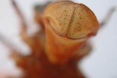 Libellula quadrimaculata