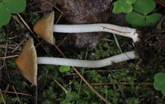 Inocybe mixtilis