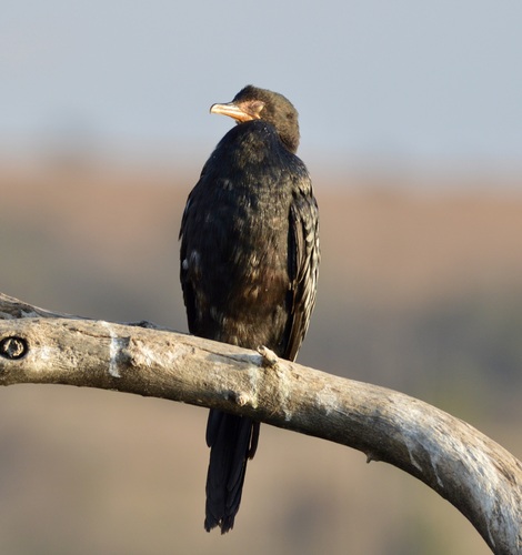 iNaturalist image