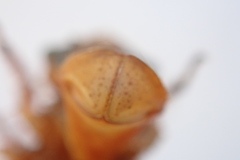 Libellula quadrimaculata