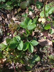 Fragaria vesca