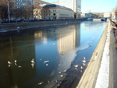 Columba livia domestica