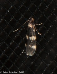 Oegoconia novimundi