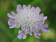 Scabiosa praemontana