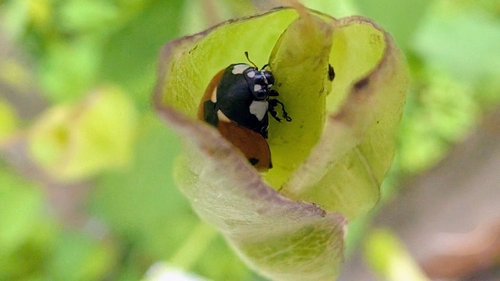 Seven-spotted Lady Beetle