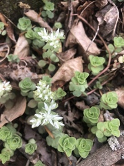 Sedum ternatum