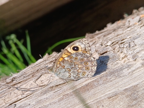 Wall Brown