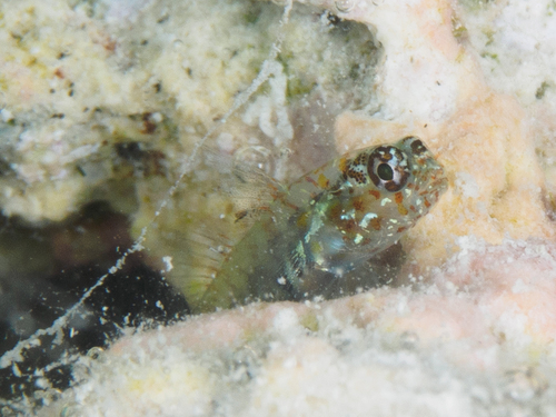 Afele's dwarfgoby (Eviota afelei) — Gobiidae — 4