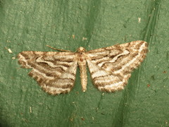 Selidosema leucoplecta