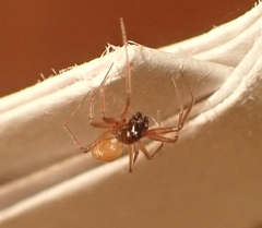 Ostearius melanopygius