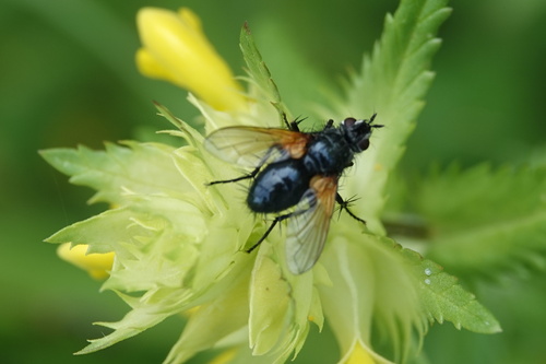 Zophomyia temula, Alkmaar, Nederland, photo 9 of 10