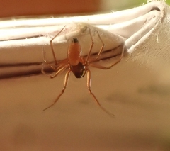 Ostearius melanopygius