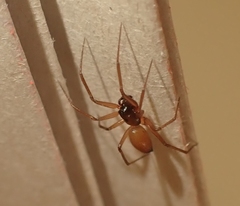 Ostearius melanopygius