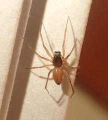 Ostearius melanopygius