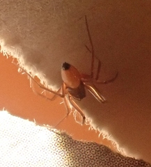 Ostearius melanopygius