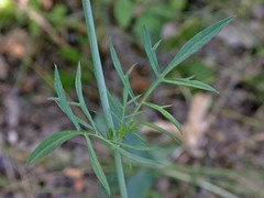 Scabiosa praemontana