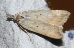Dichomeris limosellus
