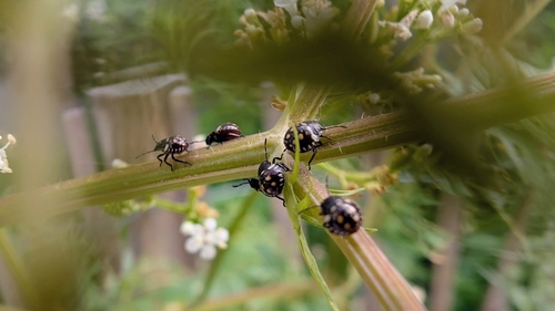 Southern Green Stink Bug