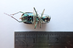 Cicindela depressula