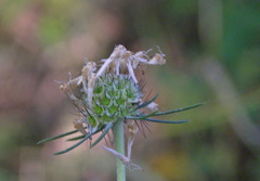 Scabiosa praemontana