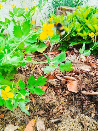 Greater celandine