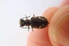 Cicindela depressula