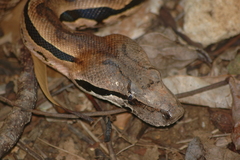Madagascar Boa photo 2