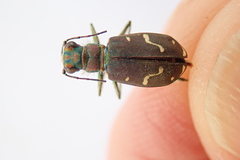 Cicindela depressula
