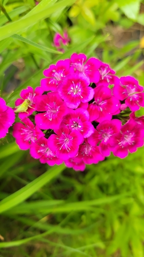 Sweet-William