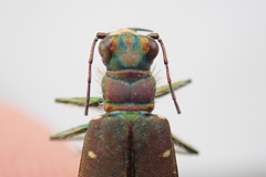Cicindela depressula