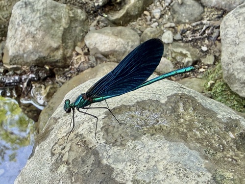 Beautiful Demoiselle