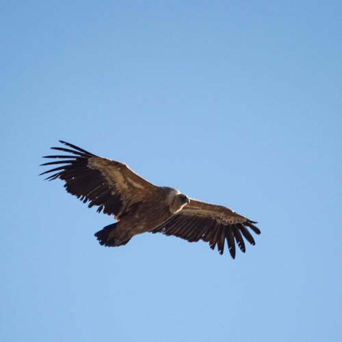 Eurasian Griffon
