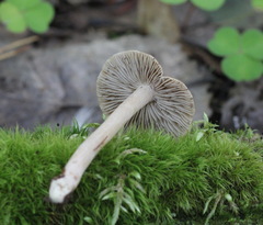 Inocybe splendens