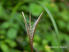 Epilobium amurense
