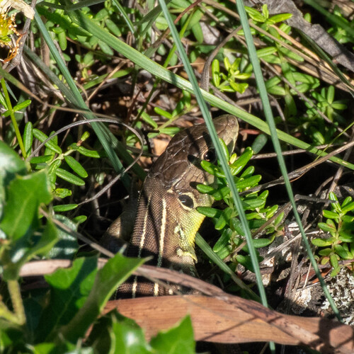 Balkan Green Lizard