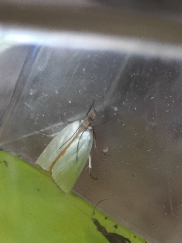 Satin Argyria Moth