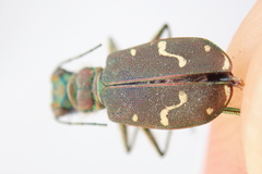 Cicindela depressula