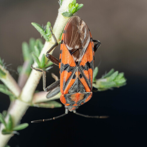 Indian Milkweed Bug
