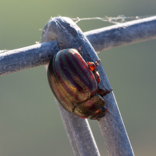 Rosemary Beetle